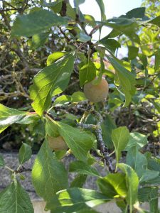 IMG 1756 - Nuestro huerto da sus frutos