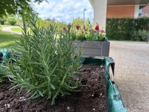 Imagen2 - Jardines terapéuticos en Residencia Beloso Alto