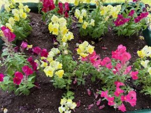 Imagen4 - Jardines terapéuticos en Residencia Beloso Alto