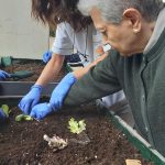 residencia tercera edad actividades 1 residencia tercera edad actividades 1 - Nuestro huerto urbano ya da sus primeros frutos