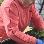 residencia tercera edad actividades 3 residencia tercera edad actividades 3 - Nuestro huerto urbano ya da sus primeros frutos