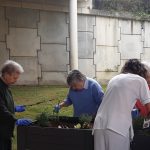 residencia tercera edad actividades 4 residencia tercera edad actividades 4 - Nuestro huerto urbano ya da sus primeros frutos