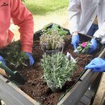 residencia tercera edad actividades 5 residencia tercera edad actividades 5 - Nuestro huerto urbano ya da sus primeros frutos