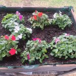 residencia tercera edad actividades 8 residencia tercera edad actividades 8 - Nuestro huerto urbano ya da sus primeros frutos